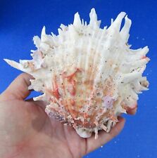 Real Spondylus Princeps Spiny Oyster Shell 5 inches, seashells #47576 picture