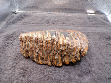 Genuine Juvenilt Mammoth Tooth Molar - Almost Complete picture
