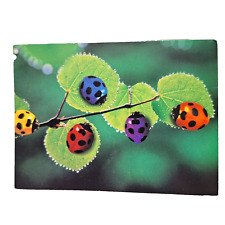 Postcard Multicolor Ladybugs On Leaves Insects Chrome Unposted picture