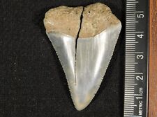 ANCESTRAL Great White SHARK Tooth Fossil SERRATED 100% Natural 13.9gr picture
