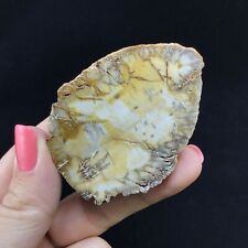 MeldedMind Petrified Wood Slice 2.60in One Side Polished Ancient 1903-109 picture