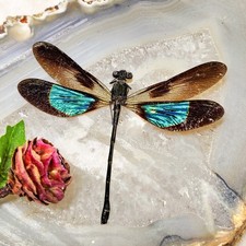 2 sided dragonfly Green/bluish & purple specimen Entomology curiosity gift picture