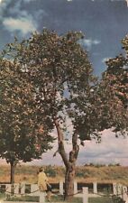 Postcard Oldest Apple Tree Vancouver Canada Union Oil picture
