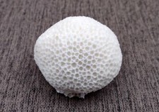 White Brain Coral Farm Grown (1 coral approx. 2+ inches) sustainably grown picture