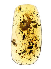Scarce Gastropoda, Snail, Fossil inclusion in Burmese Amber picture