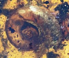 Scarce Gastropoda (Land Snail), Fossil inclusion in Burmese Amber picture