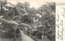 Vintage Postcard Giant Fern Castleton Botanical Gardens Plants Kingston Jamaica picture