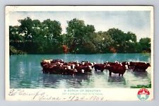 El Campo TX-Texas, A Bunch Of Beauties, Cattle In River, Vintage c1908 Postcard picture