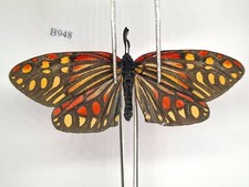 B948. Unmounred butterfly: Zygaenidae sp. North Vietnam picture