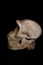 Homo Erectus Dmanisi Skull Replica - Life Size Hominin Fossil Cast picture