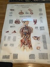 Vtg 1939 American Frohse Max Brodel Endocrine Gland Human Body Anatomical Chart picture