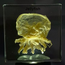 2.9" Real Jellyfish in Clear Lucite Resin Preserved Sea Marine Animal Collection picture