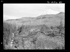 Mount Hood National Forest Oregon 1936 Logging Deforestation Watershed Damage picture