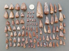 Lot of 100 Triassic Phytosaur Fossil Teeth - Redonda Formation New Mexico picture