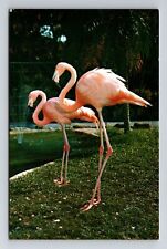 Miami FL -Florida, Scenic View Flamingos, Vintage Postcard picture