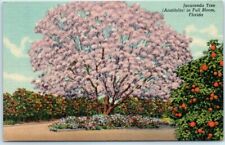 Postcard - Jacaranda Tree (Acutifolia) in Full Bloom, Florida picture
