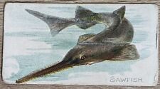 1910 T58 American Tobacco Fish Series Sawfish picture