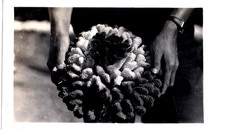 VINTAGE PHOTOGRAPH CAULIFLOWER CORAL MARINE REEF PACIFIC OCEAN HAWAII OLD PHOTO picture