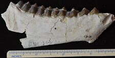 Oreodont Jaw with Gnaw Marks, Merycoidodon Fossil, Badlands, S Dakota, O1538 picture