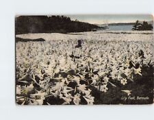 Postcard Lily Field Bermuda British Overseas Territories picture