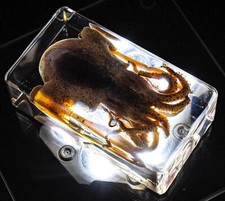 73mm Real Cuttlefish Mollusc in Clear Lucite Resin Science Education Specimen picture