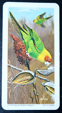 CAROLINA PARAKEET  Vintage 1970  Illustrated Wildlife Card  FD22MS picture