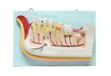 Dentist Dental Teeth Oral Anatomy Physiology Teaching Hanging Decoration Model picture