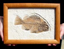 EXTINCTIONS- BEAUTIFUL, LARGE FRAMED COCKERELLITES FOSSIL FISH - GREAT GIFT IDEA picture