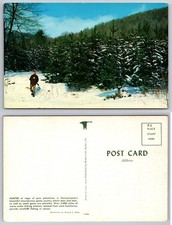 Hunter In Pennsylvania Pine Plantation Snow Postcard picture