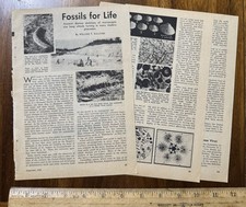 Vtg 1946 Article Fossils for Life Ancient Diatom Skeletons Microscopic Size picture