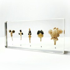 Real Brain, Comparative Brains in Resin, Educational Display, Columba livia picture