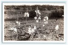 1945 Desert Lilies Flower Plant Nature RPPC Vintage Postcard  picture