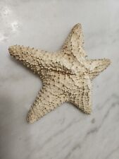 Vintage Starfish Real Dried Seashell Shell Large  picture