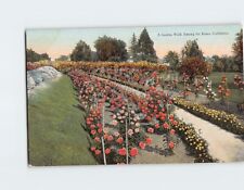 Postcard A Garden Walk Among the Roses California USA picture