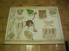 Jurica Biology Yeast, Cup Fungus, & Mildew Aj Nystrom & Co Chicago Science Chart picture