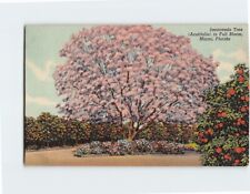 Postcard Jacaranda Tree (Acutifolia) in Full Bloom Miami Florida USA picture