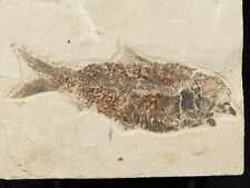 Visible SCALES 50 Million Year Old Knightia FISH Fossil w/ Stand Wyoming 770gr picture