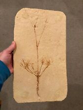 Museum Quality Unknown Fossil Flowering Angiosperm Plant Brazil Cretaceous age  picture