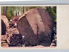 CALIFORNIA CA - Giant 19 Foot Diameter Redwood Tree Humboldt Co. Postcard - udb picture
