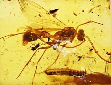 Detailed Winged Ant with Larva, Fossil Inclusion in Burmese Amber picture