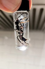 Bullet Ant SPECIMEN ( Paraponera Clavata) HAND COLLECTED Insects picture