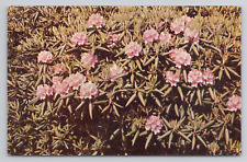 Rhododendron In Bloom In The Beautiful Pocono Mountains PA Postcard 2951 picture