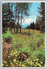Field of Wildflowers at Yellowstone National Park Wyoming Vintage Postcard 1980 picture
