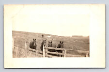 RPPC Horses Greet Camera Operator Hillside Farm Pasture Real Photo Postcard picture