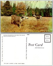 Black Hills South Dakota Deer Postcard picture