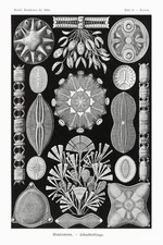 Stunning Diatom Illustration Poster 🌿 - 24x36” - 200gsm Paper🗞️ Hi-Res💎 Print picture
