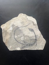 AMPHIBIAN-NOTHOSAURIA-Jurassic diving dragon -dragon dinosaur fossil-4 picture