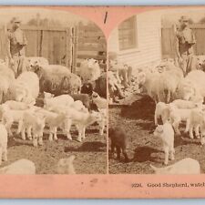 1894 Good Shepherd Man Flock Sheep Lamb Stereoview Real Photo Farm Homestead V29 picture