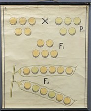 Vintage Mural Rollable Wallchart Genetics Mendelian Theory of Heredity picture