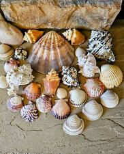 Large lot of 26 seashell - almost 3 pounds - Photos are actual shells you'd get picture